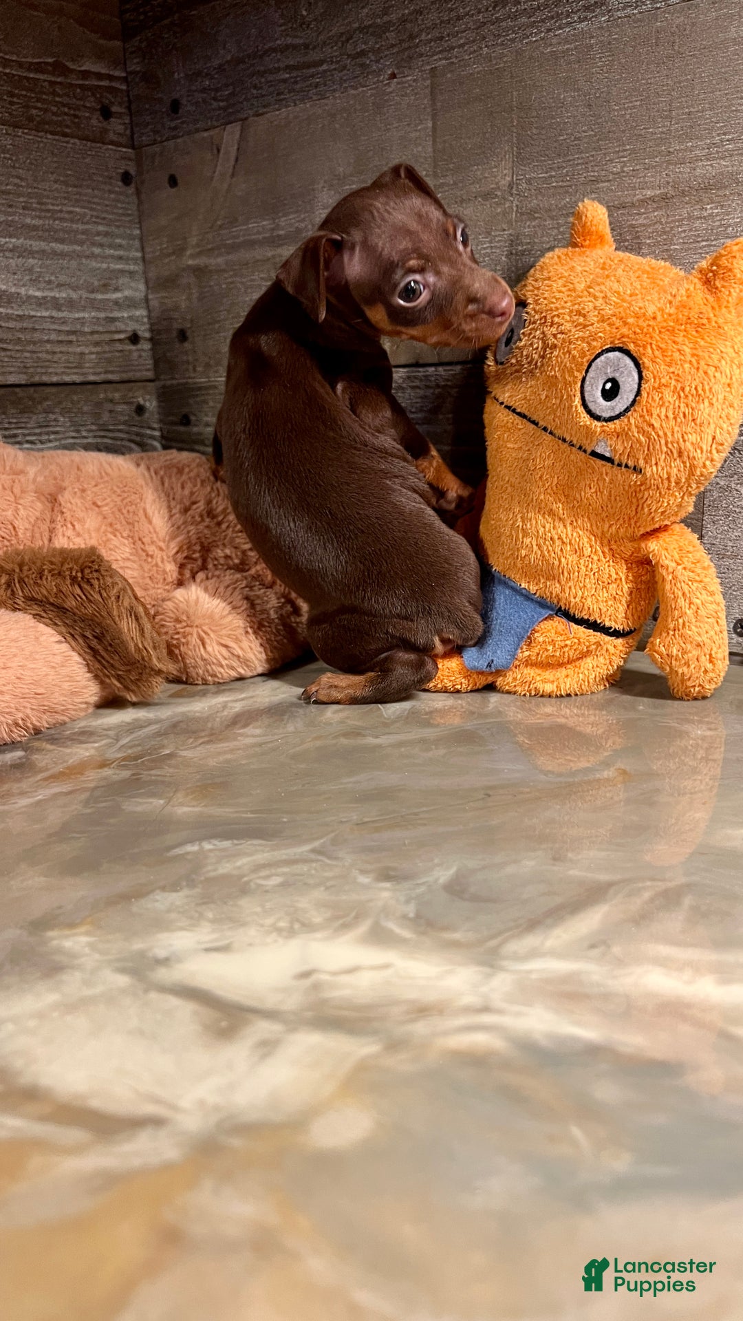 Miniature Pinscher dogs for sale: Ruby - Ad 12