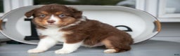 Australian Shepherd dogs for sale: Marty - Ad 2
