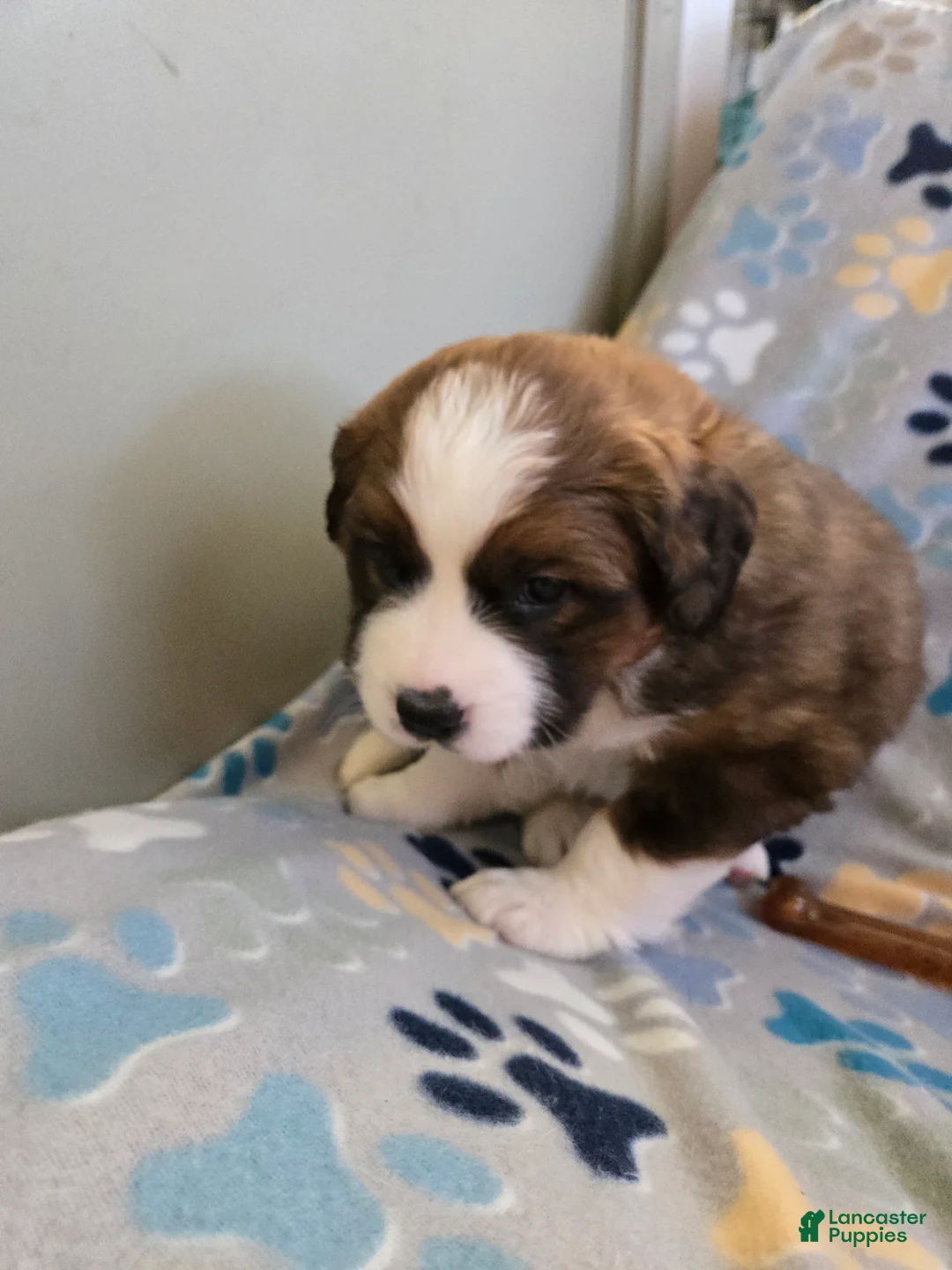 Mixed Breed dogs for sale: Buttercup  - Ad 17