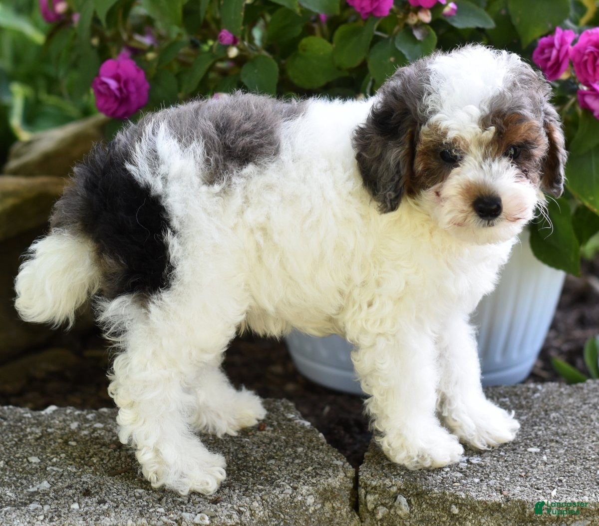 Miniature Poodle dogs for sale: Denver - Ad 7