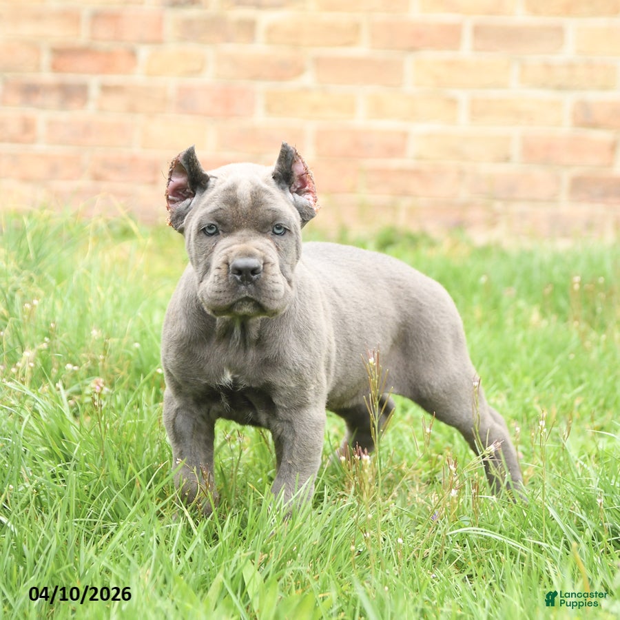 Cane Corso dogs Chiffon - Ad 1