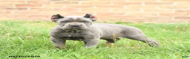 Chiffon