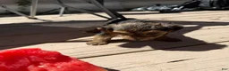 Yorkiepoo dogs for sale: Bo - Ad 4