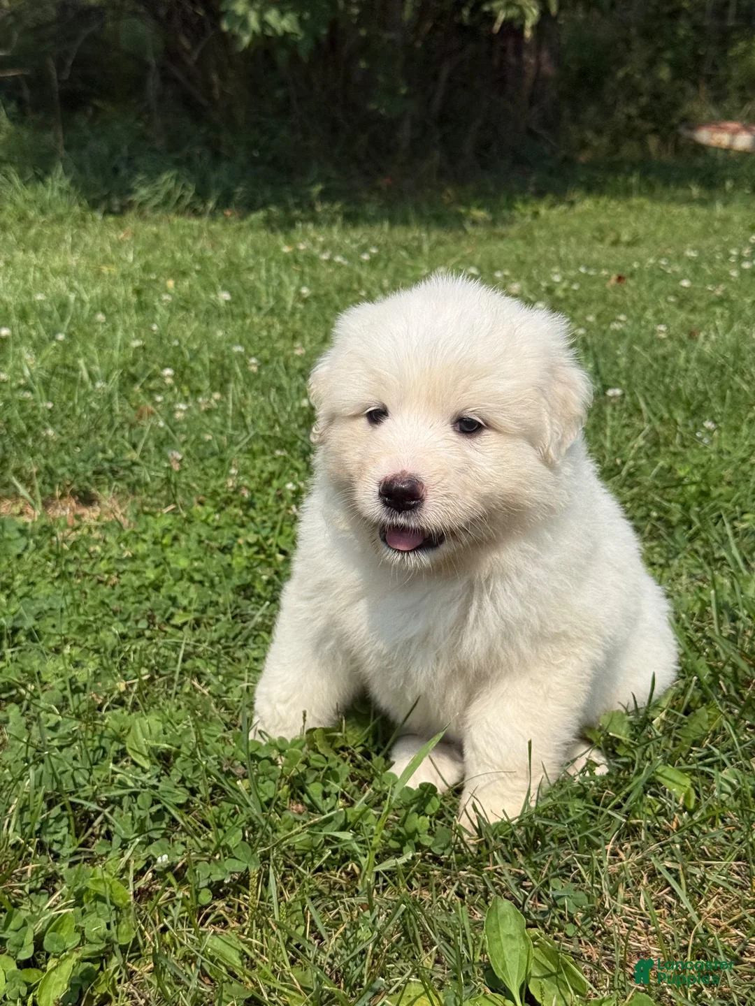 Great Pyrenees dogs for sale: Mrs Orange  - Ad 1
