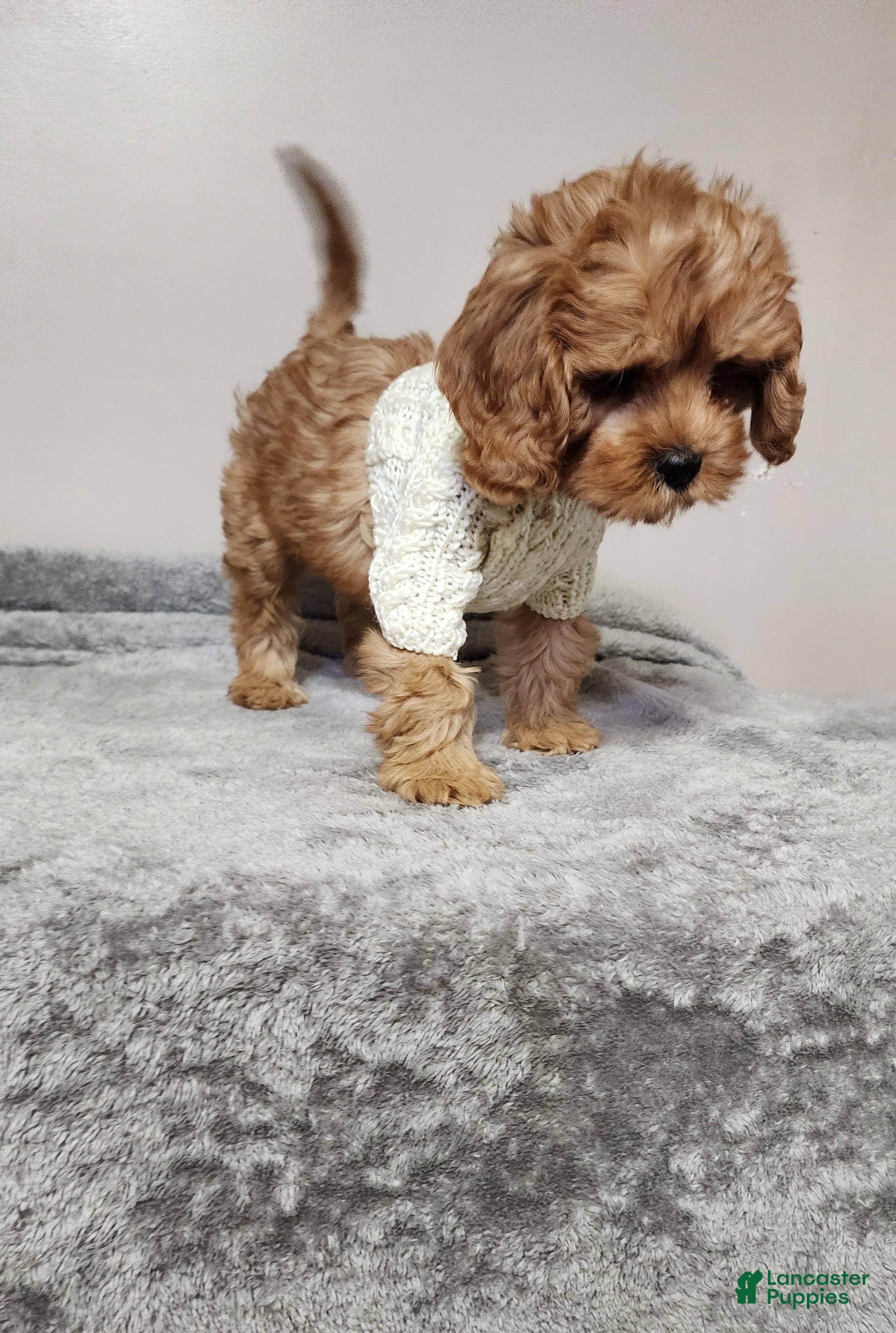Cavapoo dogs Hershey - Ad 2