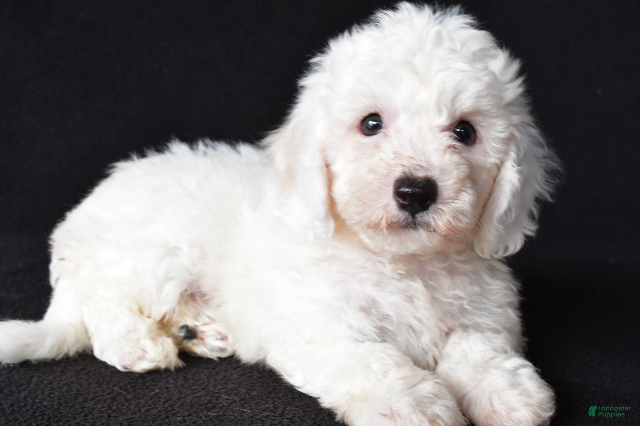 Bichon Frise dogs Buddy - Ad 1