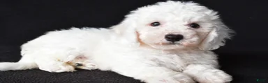 Buddy