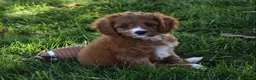 Cavapoo dogs for sale: Macy  - Ad 5