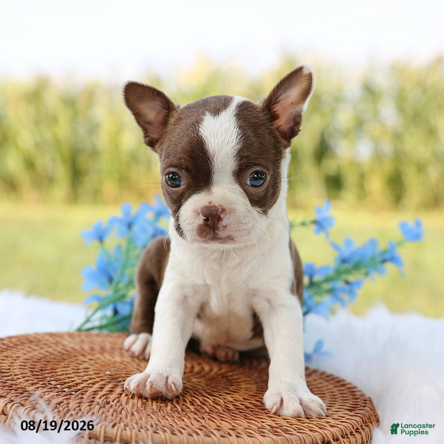 Boston Terrier dogs Molly - Ad 1