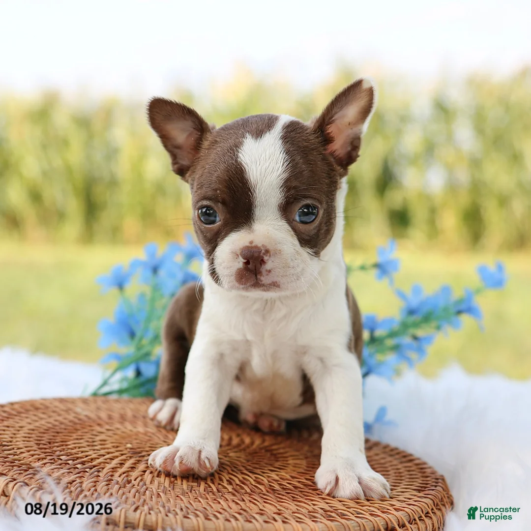 Boston Terrier dogs for sale: Molly - Ad 1
