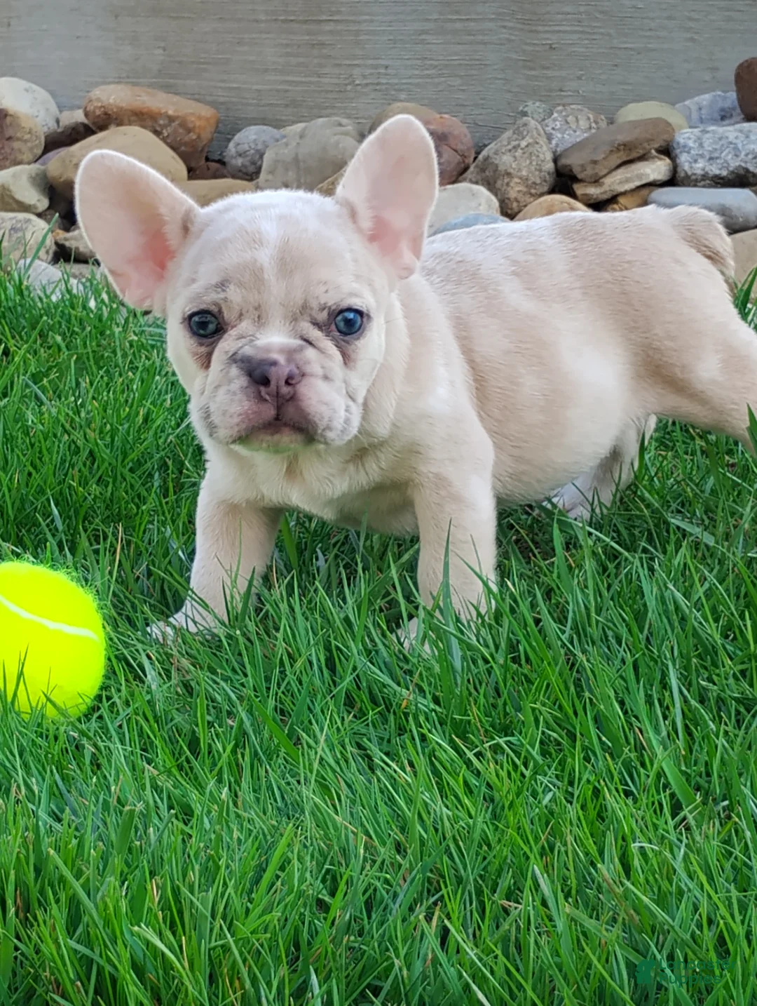 French Bulldog dogs for sale: Gunner  - Ad 1