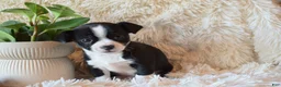 Chihuahua dogs for sale: Drew - Ad 3
