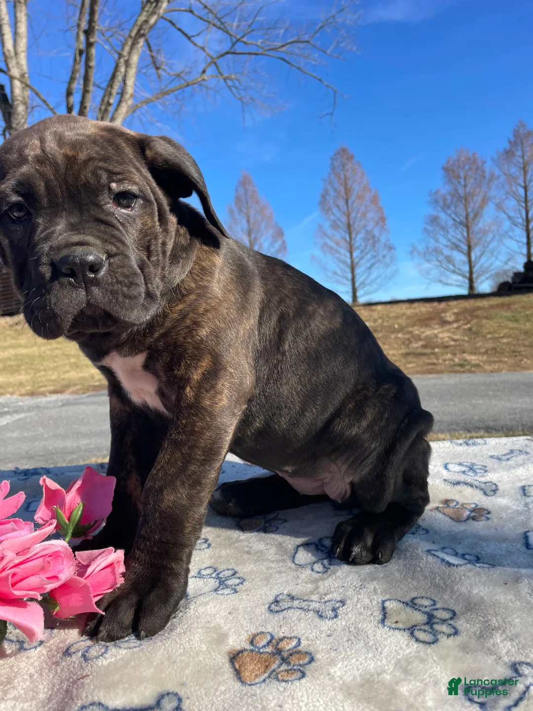 Cane Corso dogs for sale: Luna - Ad 2