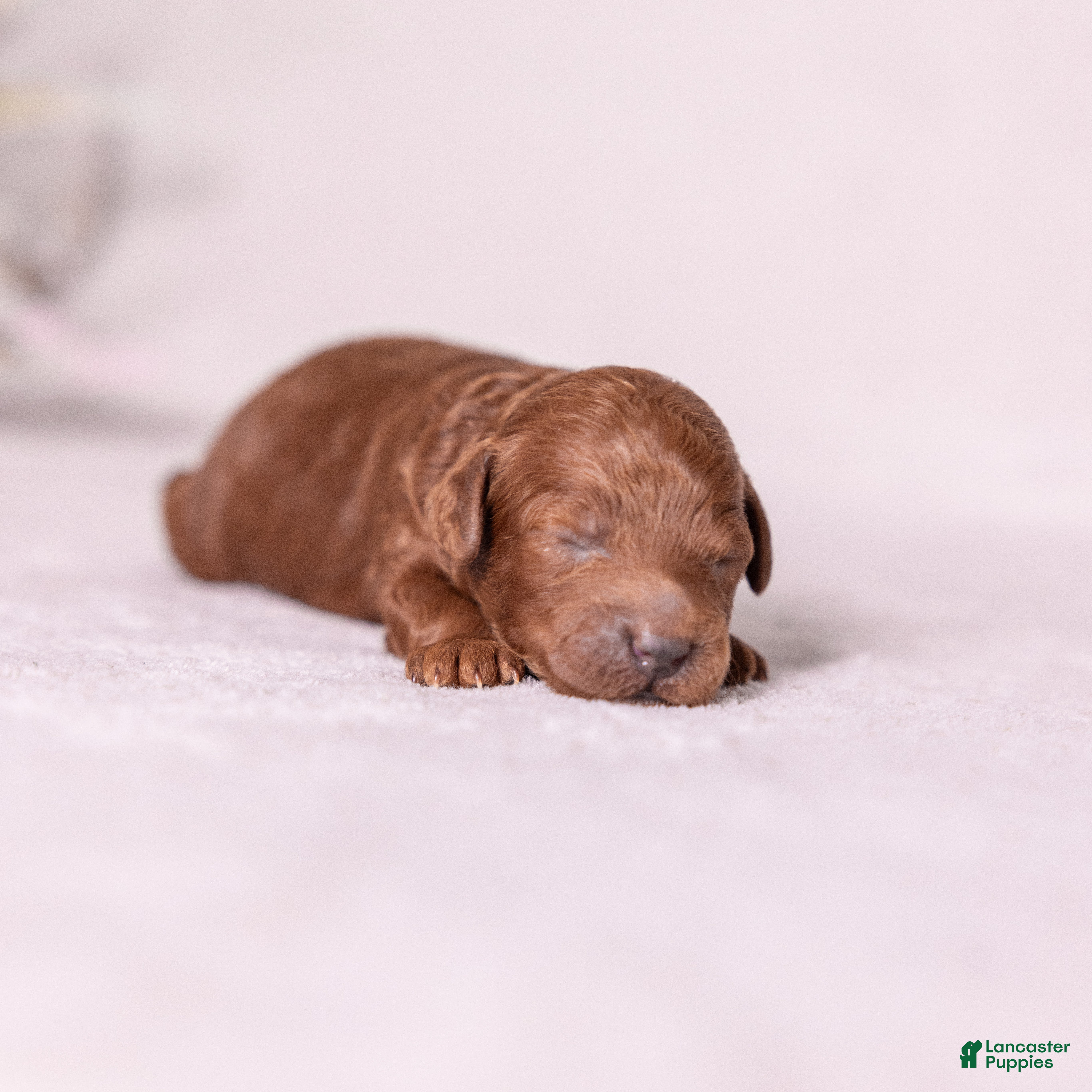 Miniature Poodle dogs Dexter - Ad 1