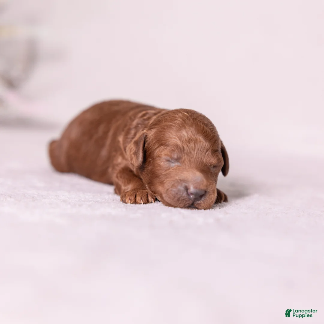 Miniature Poodle dogs for sale: Dexter - Ad 1