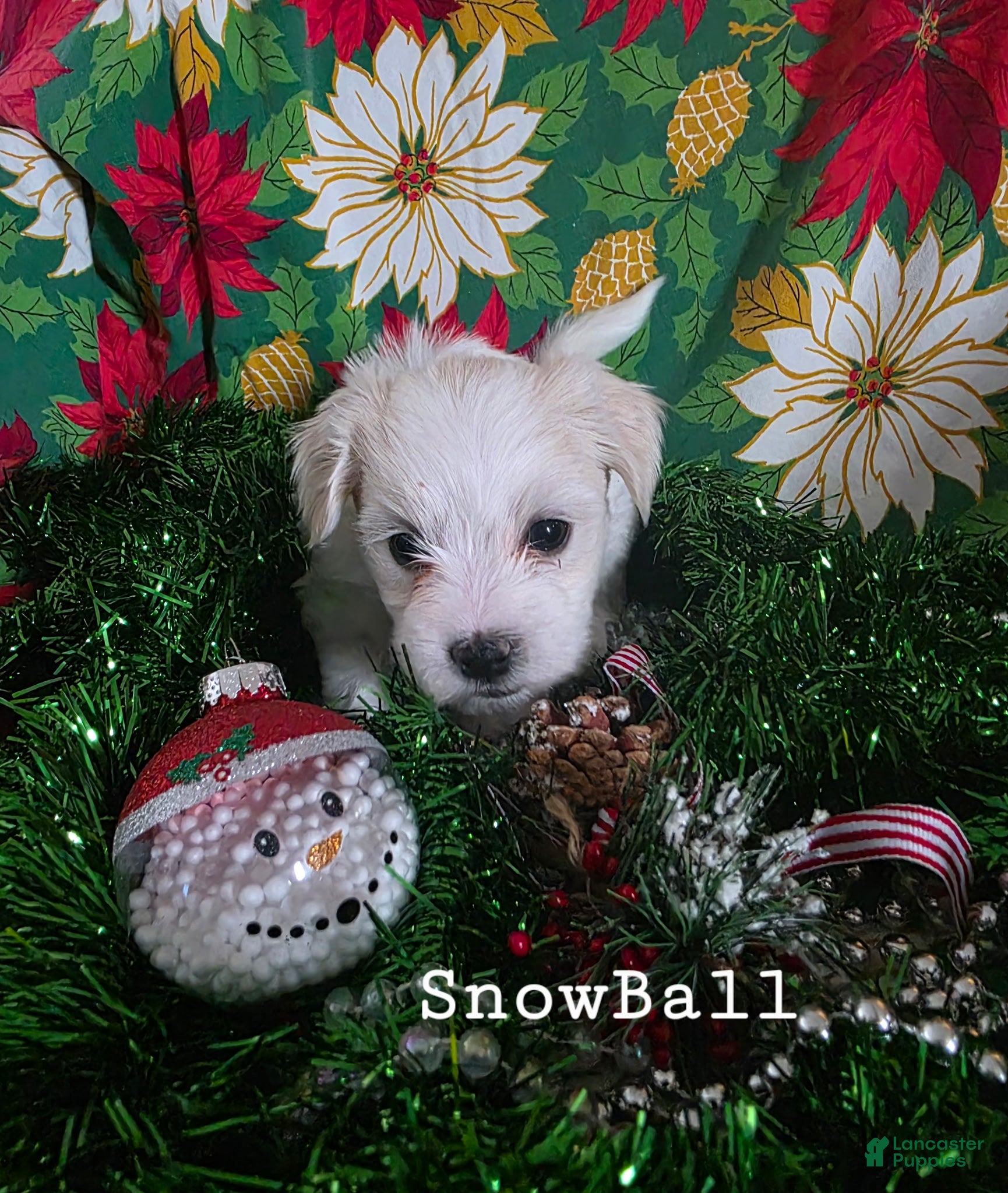 Coton De Tulear dogs Snowball - Ad 8