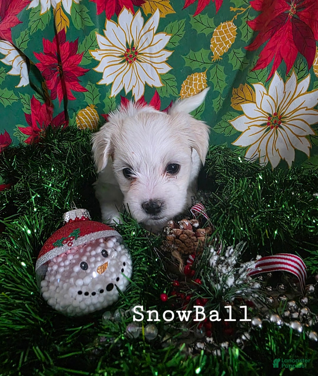 Coton De Tulear dogs for sale: Snowball - Ad 1
