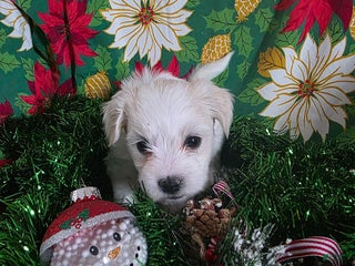 Coton De Tulear dogs Snowball - Ad 11