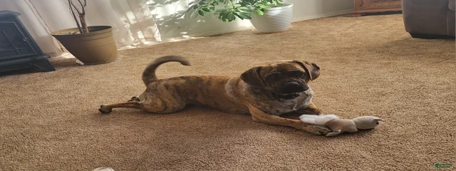 Milo