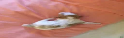 Cavapoo dogs for sale: Cavapoo 3 - Ad 11