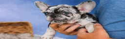 French Bulldog dogs for sale: 💗 Jovie - Ad 7