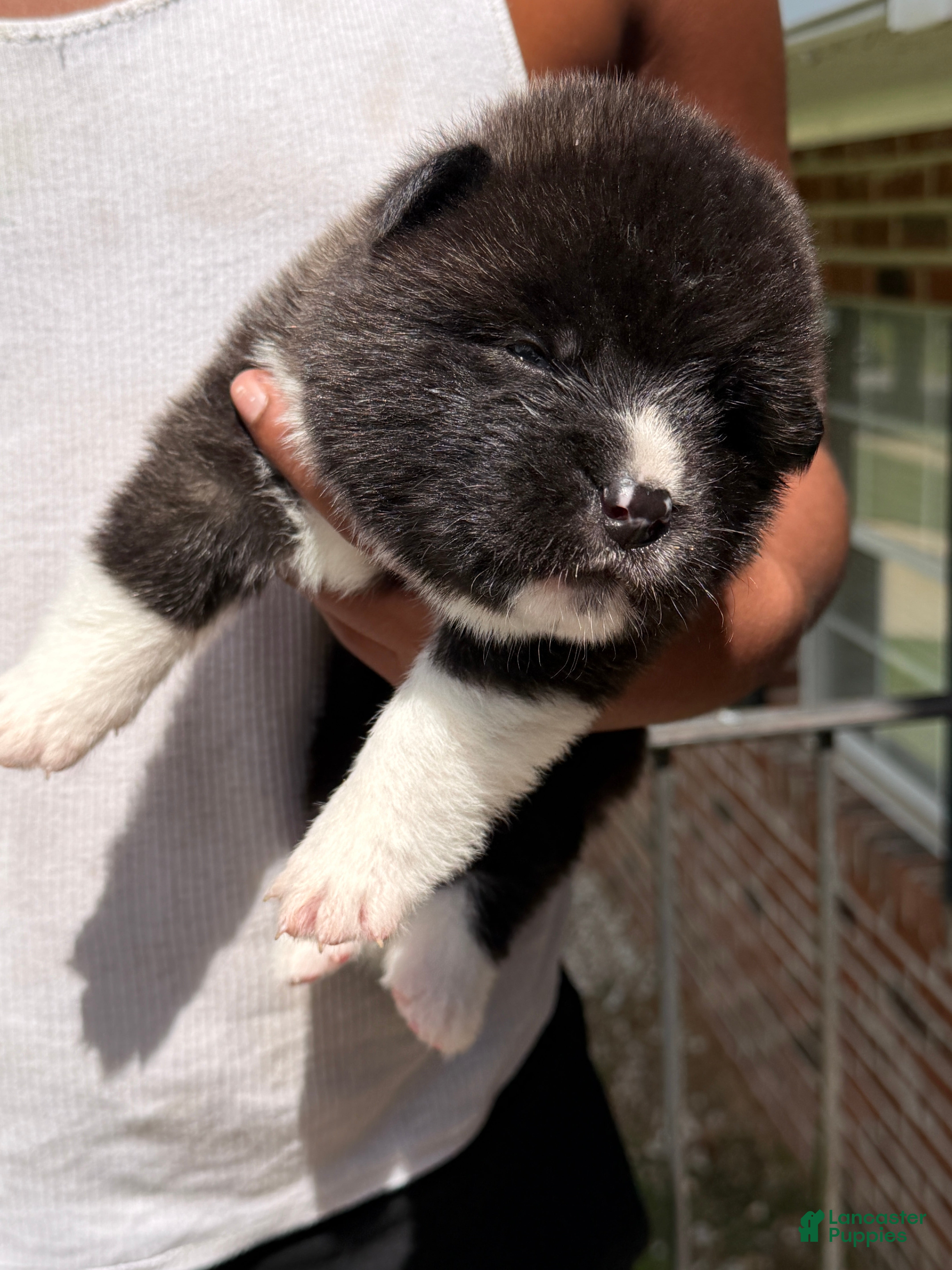 Akita dogs Akita 1 - Ad 2