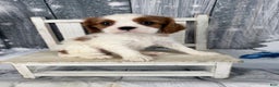 Cavalier King Charles Spaniel dogs for sale: Charlie - Ad 1