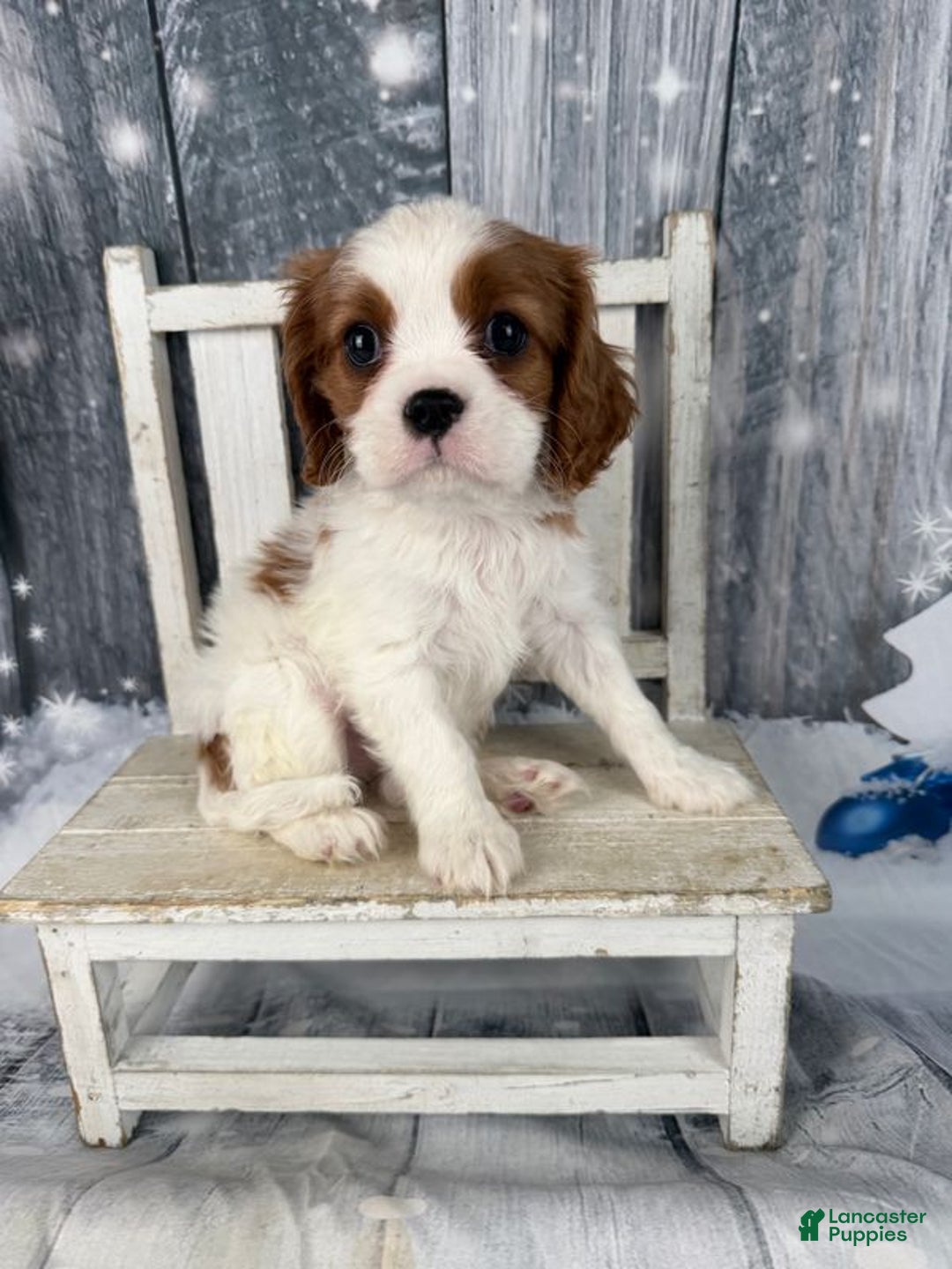 Cavalier King Charles Spaniel dogs for sale: Charlie - Ad 1