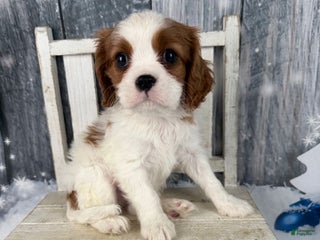 Cavalier King Charles Spaniel dogs Charlie - Ad 1