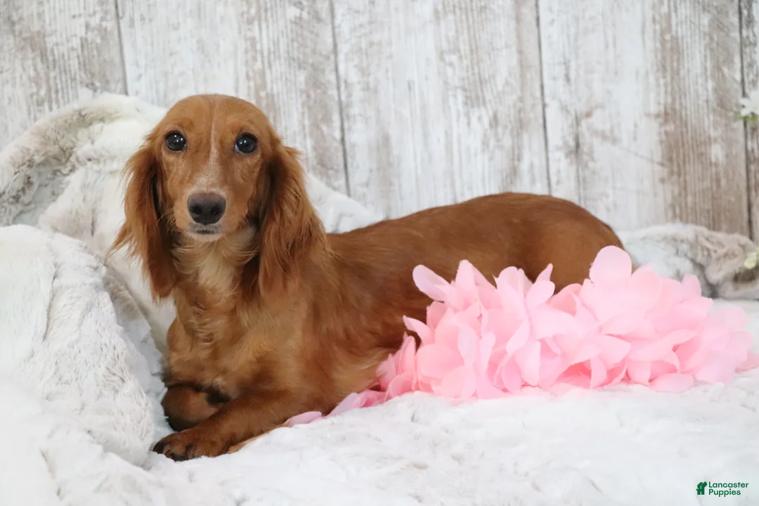 Miniature Dachshund dogs for sale: Fawn  - Ad 4