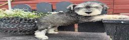 Miniature Schnauzer dogs for sale: Jenny - Ad 5