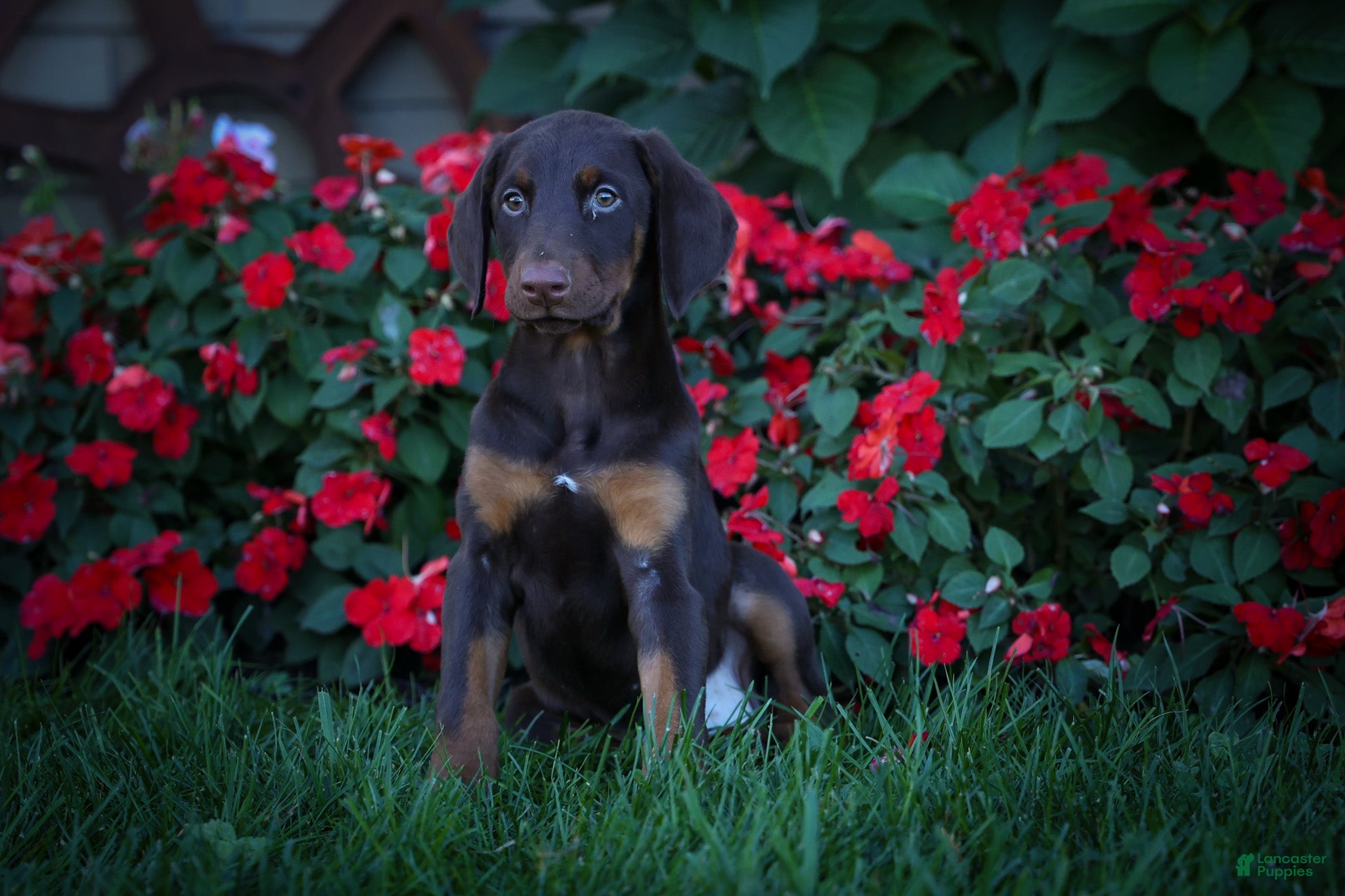 Doberman Pinscher dogs for sale: PENNY - Ad 1