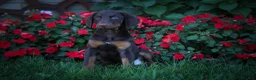 Doberman Pinscher dogs for sale: PENNY - Ad 1