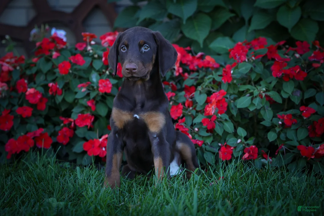 Doberman Pinscher dogs for sale: PENNY - Ad 1