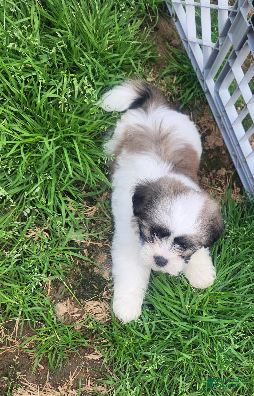 Shih Tzu dogs for sale: Shih Tzu Puppy 1 - Ad 2