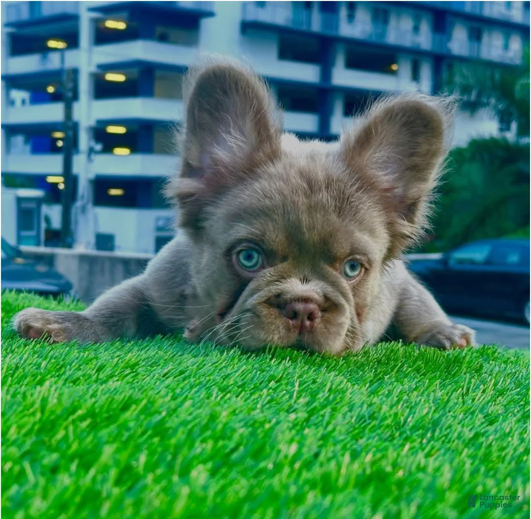 French Bulldog dogs for sale: New Shade Fluffy Male (Tiny size) - Ad 2