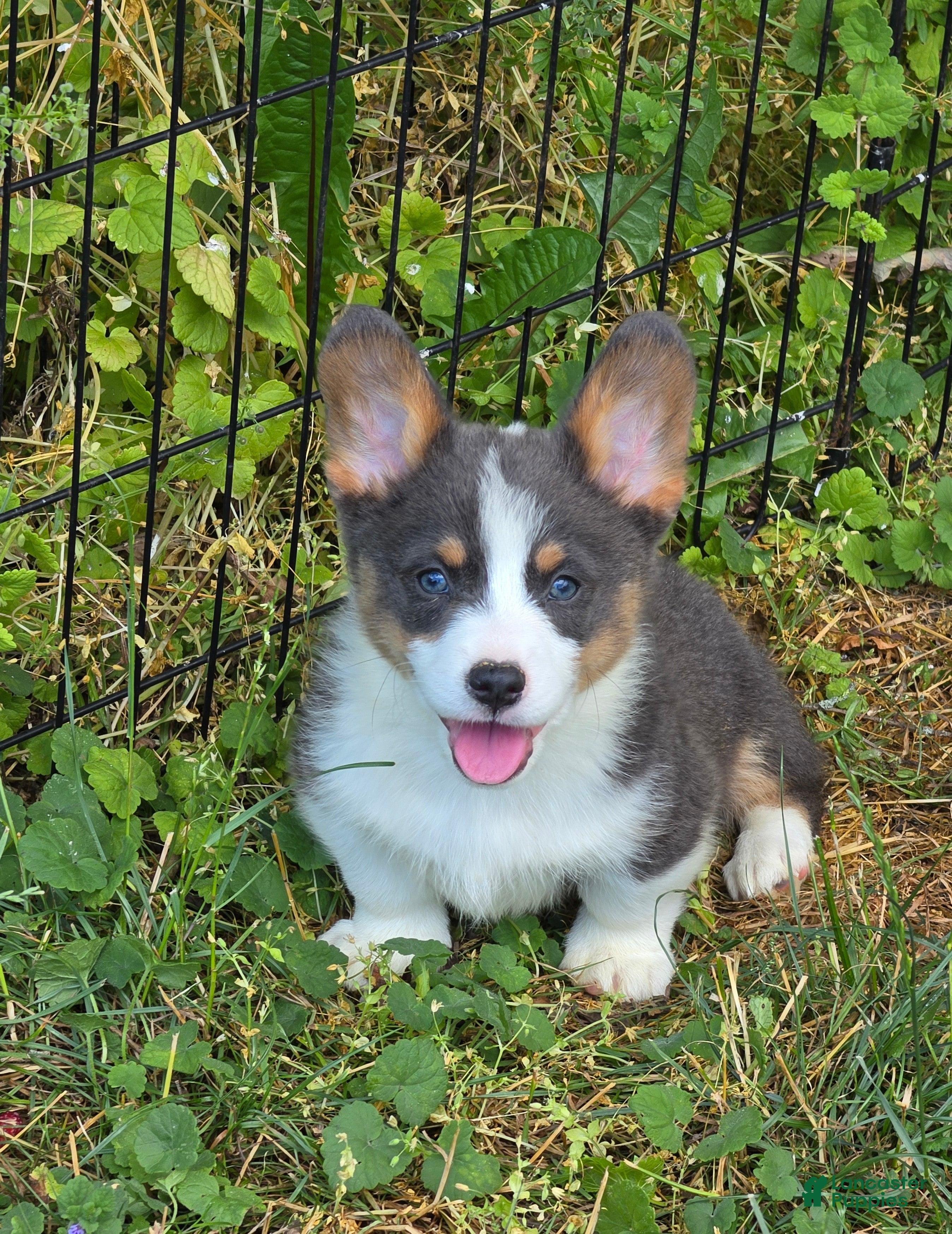 Welsh Corgi Pembroke dogs Larry the low rider - Ad 1