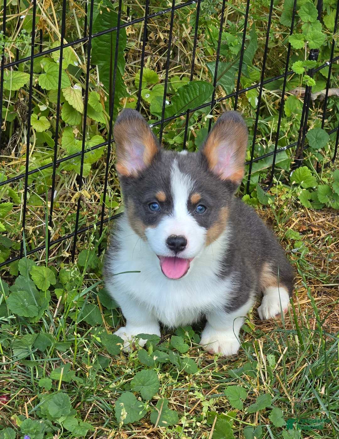 Welsh Corgi Pembroke dogs for sale: Larry the low rider - Ad 1