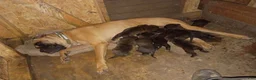 Cane Corso dogs for sale: Cane Corso 6 - Ad 1