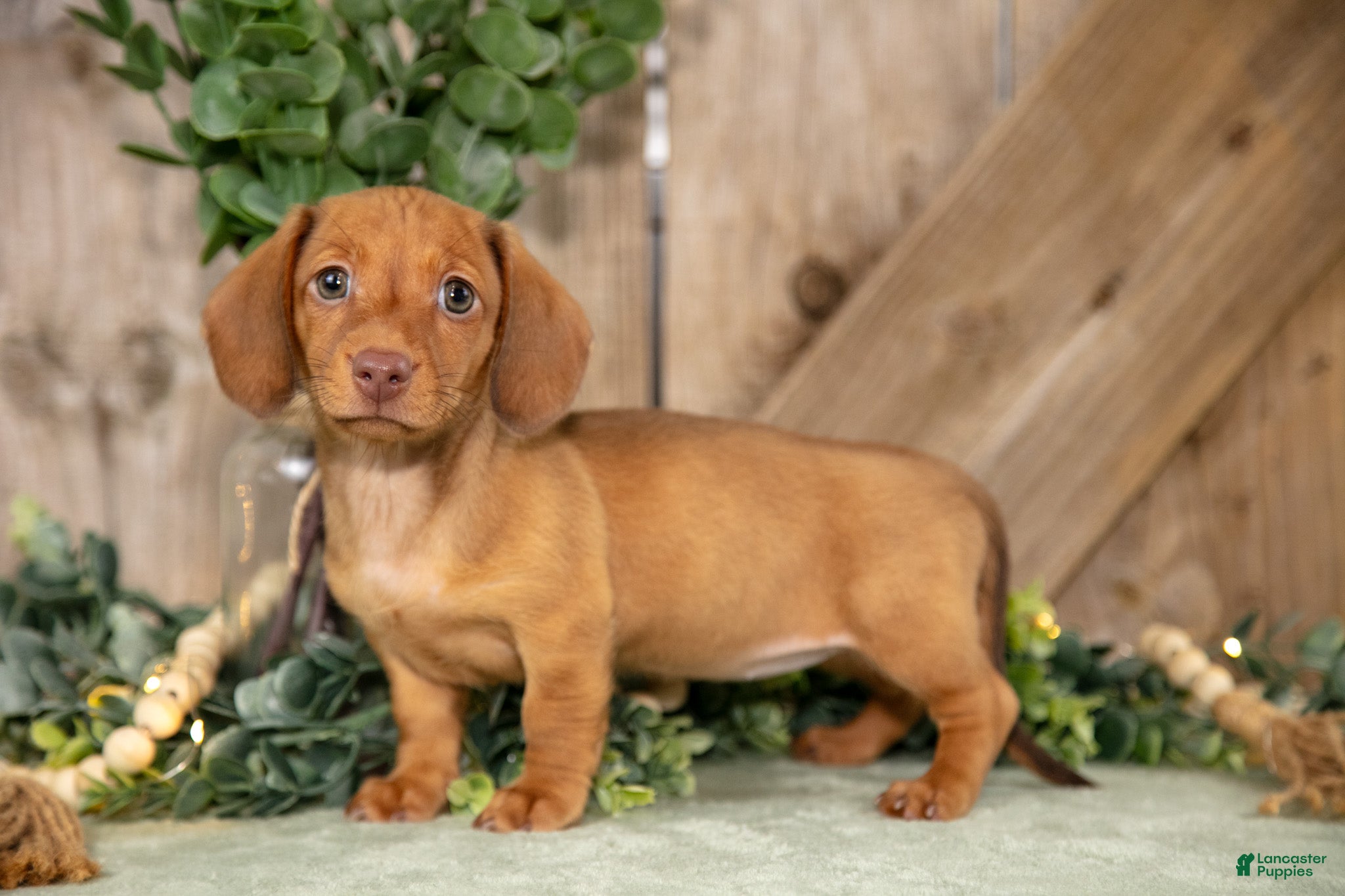 Miniature Dachshund dogs Anella - Ad 1
