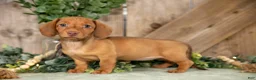 Miniature Dachshund dogs for sale: Anella - Ad 1