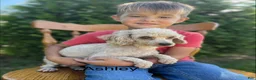 Toy Poodle dogs for sale: Ariel - Ad 3