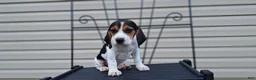 Beagle dogs for sale: LUCY - Ad 6