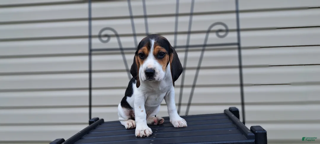 Beagle dogs for sale: LUCY - Ad 6