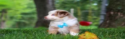 Miniature Australian Shepherd dogs for sale: Leo - Ad 5
