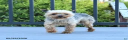 Yorkshire Terrier dogs for sale: Teddy - Ad 2