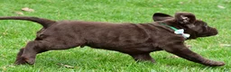 Labrador Retriever dogs for sale: Bruno - Ad 5