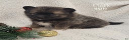 Pomsky dogs for sale: Ryler - Ad 3