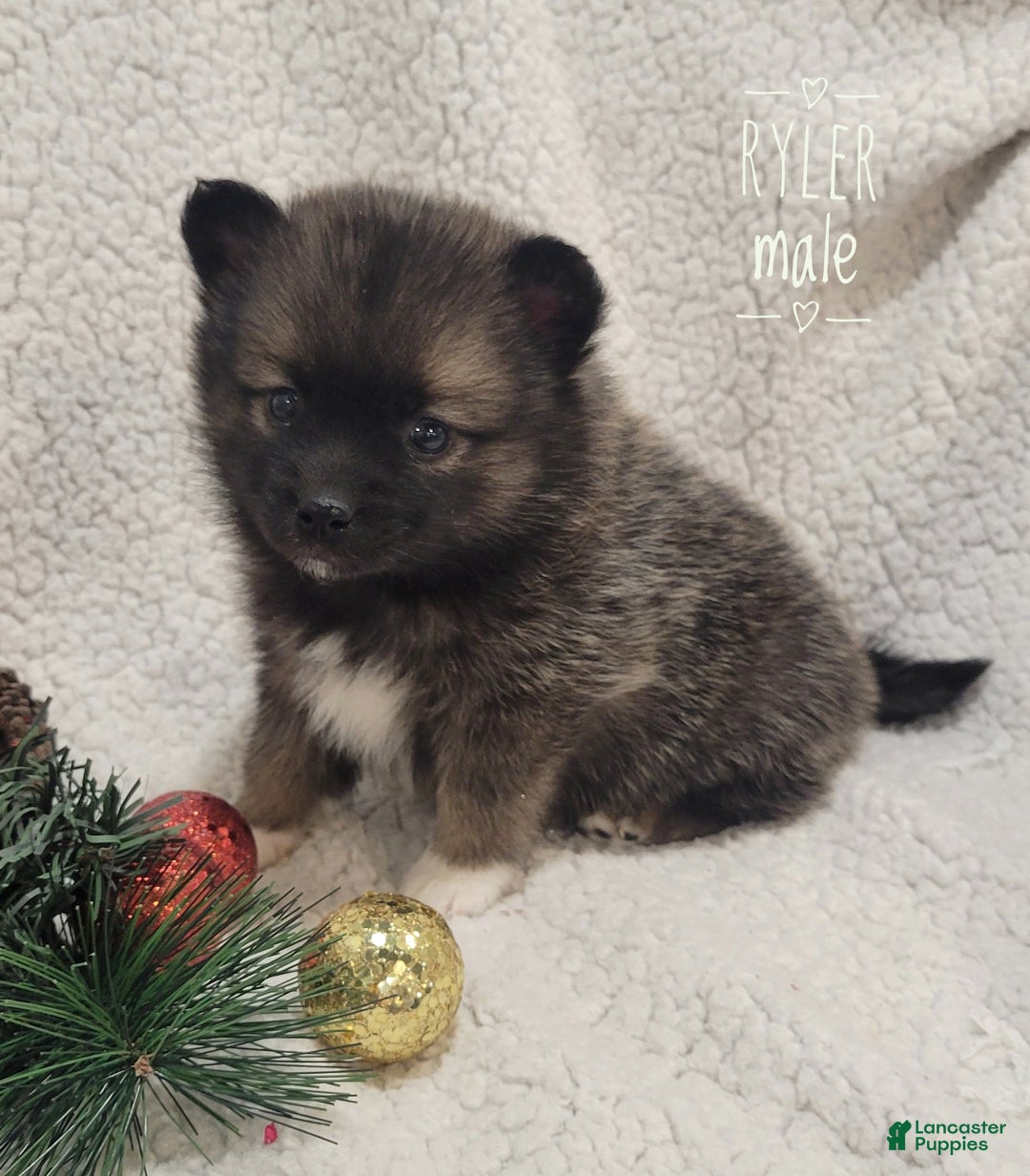 Pomsky dogs for sale: Ryler - Ad 3