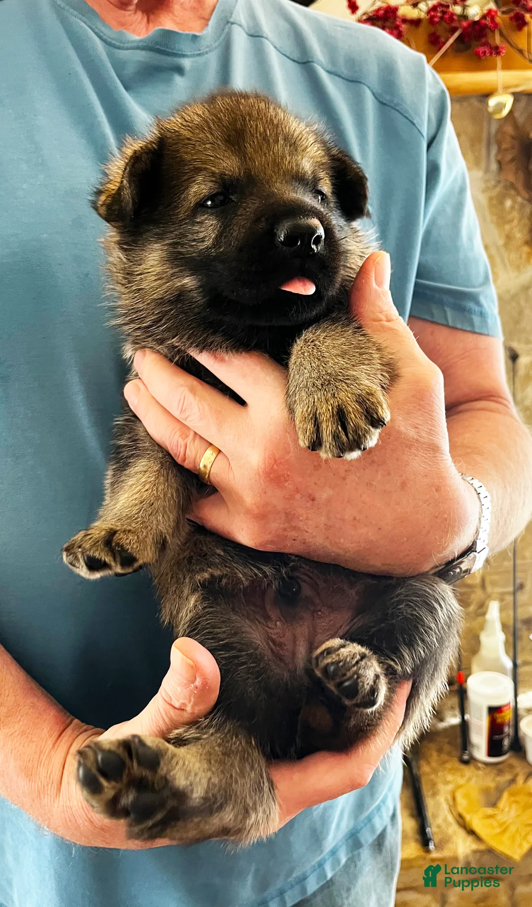 German Shepherd dogs for sale: Purple Boy - Ad 1